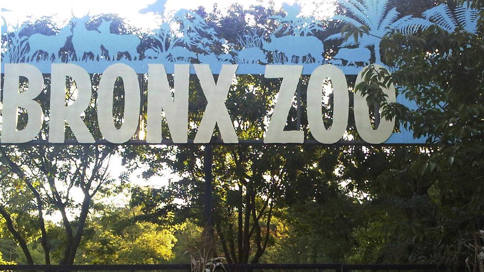 Tigre en el Zoológico del Bronx dio positivo por coronavirus | Foto: Cortesía